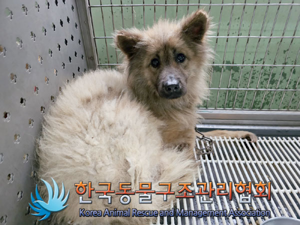 한국동물구조관리협회_411309202300207